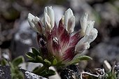 Common kydneyvetch flower Mont Ventoux France  ; Altitude: 1500 m 