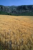 Oat field and oak Montsec Ares Catalonia Spain 