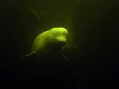 Beluga swimming under water White Sea Karelia Russia