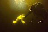Beluga and Diver White Sea Karelia Russia 