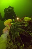 Plumose Anemone and Diver White Sea Karelia Russia