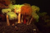 Plumose Anemones White Sea Karelia Russia