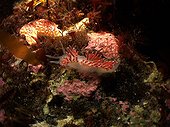 Sea Slug White Sea Karelia Russia
