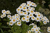 Feverfews in bloom