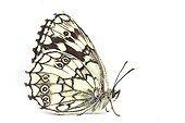 Marble white in studio