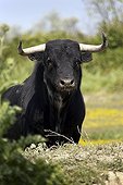 Portrait of Camargue Bull France