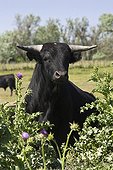 Portrait of Camargue Bull France