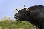 Portrait of Camargue bull mooing France