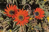 Arcotides flowers in Namaqualand South Africa 