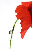Lady bird on a poppy flower in studio