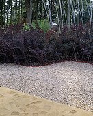 European smoketrees border and garden terrace ; Landscaper: Uta Zorzi