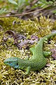 Male western green lizard on moss Switzerland