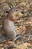 Unstriped Ground squirrel eating a fruit Tarangire Tanzania 