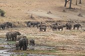 African Elephants at the river Tarangire Tanzania 