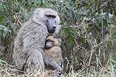 Anubis baboon and young on ground Mayara Tanzania