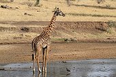 Masai giraffe in Tarangire river Tanzania
