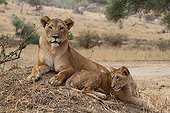 Lioness and cub lying in savannah Tarangire Tanzania