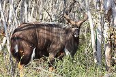 Nyala male in woodland South Africa