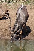 Nyala male drinking at waterhole South Africa 