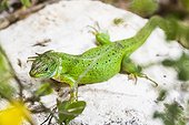 Green lizard on rock Monts de Vaucluse Provence France 