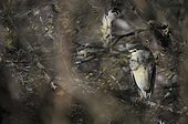 Night Heron on Alder fall Dombes France ; Bird Park 