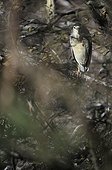 Night Heron on Alder fall Dombes France ; Bird Park 