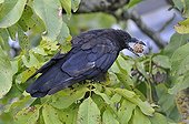 Black crow with a nut in its beak Centre France 