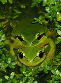 Tree Frogs mating in water Spain