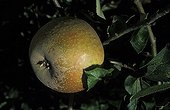 Apple 'Court pendu gris'