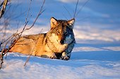 Omega wolf lying in the snow away from other