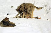Submission scene between Wolves in the snow 