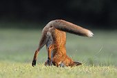 Red fox hunting in a meadow Vosges France 