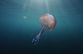 Mauve Stinger Jellyfish in the Mediterranean Sea area 