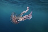 Mauve Stinger Jellyfish in the Mediterranean Sea area 