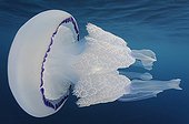 Grande Méduse sous la surface Mer Méditerranée
