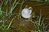 Crapaud calamite chantant dans l'eau Espagne