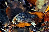 Iberian midwife Toad on dead leaves Spain 