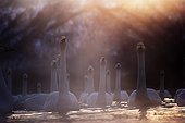 Wintering Whooper Swans on Lake Kusharo Akan Japan