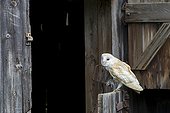 Barn Owl perched on the door of a barn with prey in talons ; The owl is holding a small rodent in its talons. 