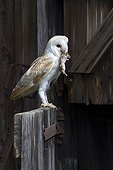 Barn Owl perched on the door of a barn with prey in bill ; The owl is holding a small rodent in its bill. 