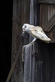 Barn Owl perched on the door of a barn with prey in bill ; The owl is holding a small rodent in its bill. 