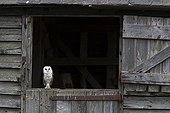 Barn Owl perched on a barn door