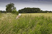 Barn Owl perched on a branch in a meadow
