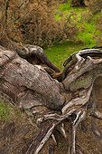 Tamaris National Park Las Tablas de Daimiel La Mancha Spain 