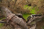 Tamaris National Park Las Tablas de Daimiel La Mancha Spain 