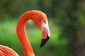 Portrait of America flamingo Menagerie du Jardin des Plantes