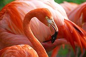 Portrait of America flamingo Menagerie du Jardin des Plantes