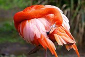 America flamingo grooming Menagerie du Jardin des Plantes