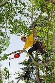 Man with ropes pruning a 25 meters plane tree
