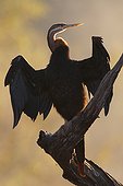 Darter drying at dawn Kruger South Africa